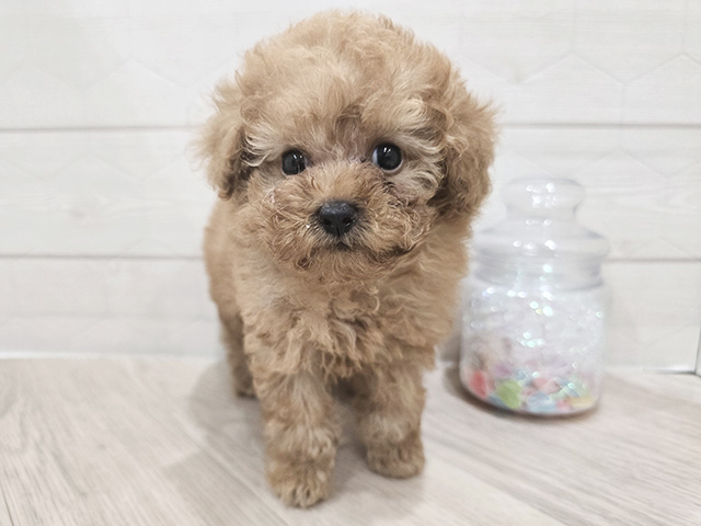 トイプードル