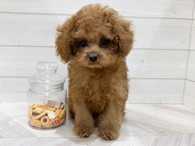 兵庫県のトイプードル(タイニー) (ペッツファースト神戸元町店/2025年8月24日生まれ/男の子/レッド)の子犬