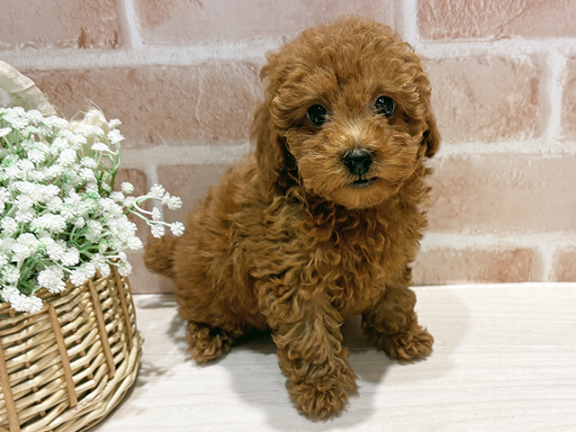 神奈川県のトイプードル(タイニー) (ペッツファースト横浜元町店/2025年8月22日生まれ/女の子/レッド)の子犬