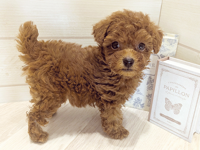 愛知県のトイプードル(タイニー) (ペッツファースト岡崎店/2025年8月22日生まれ/女の子/レッド)の子犬の1枚目の画像