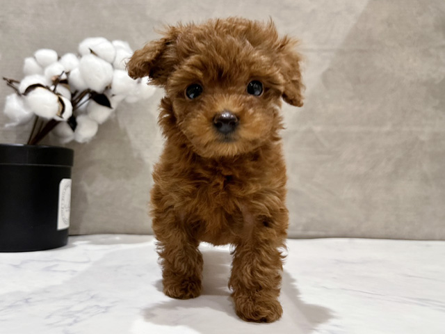 東京都のトイプードル(タイニー) (ペッツファースト中野店/2025年8月24日生まれ/女の子/レッド)の子犬の1枚目の画像