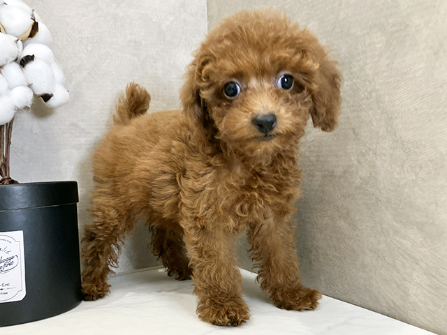 広島県のトイプードル(タイニー) (ペッツファースト広島祇園店/2025年8月24日生まれ/女の子/レッド)の子犬の1枚目の画像