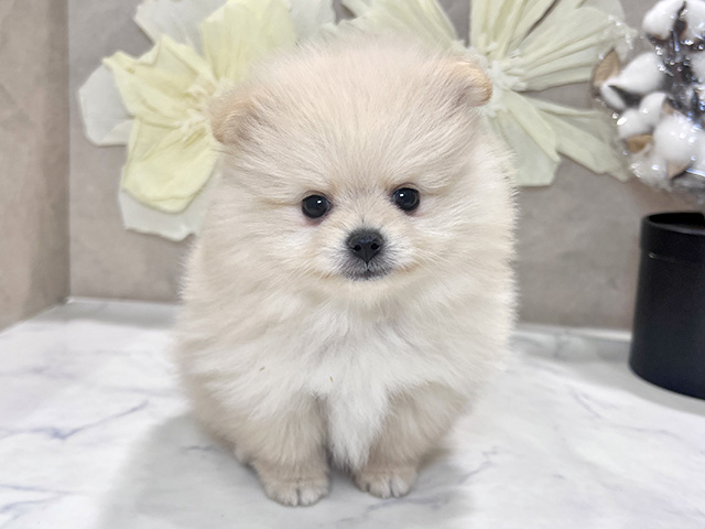 兵庫県のポメラニアン (ペッツファースト神戸三宮センター街店/2025年8月25日生まれ/男の子/クリーム)の子犬の1枚目の画像