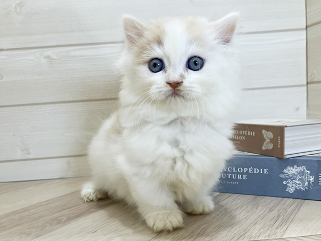 愛知県のミヌエット (ペッツファースト岡崎店/2025年8月25日生まれ/男の子/クリームタビーホワイト)の子猫の1枚目の画像