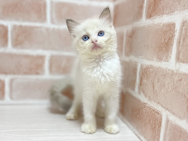 大阪府のラグドール (ペッツファースト高槻店/2025年8月25日生まれ/女の子/ブルーポイントバイカラー)の子猫