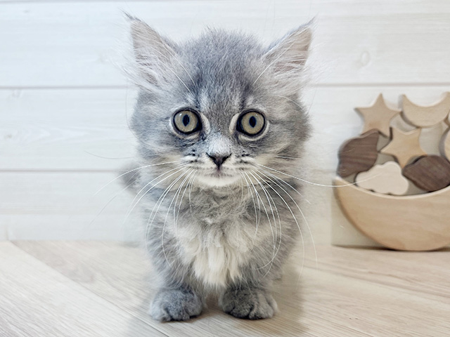 千葉県のミヌエット (ペッツファーストららぽーとTOKYO-BAY店/2025年8月25日生まれ/女の子/ブルータビー)の子猫の1枚目の画像