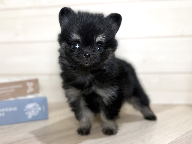 大阪府のポメチワ/チワポメ/ポメチー(ポメラニアン×チワワ) (ペッツファースト梅田店/2025年8月25日生まれ/男の子/ブラックタン)の子犬の1枚目の画像