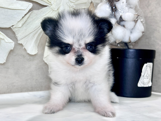 兵庫県のポメチワ/チワポメ/ポメチー(ポメラニアン×チワワ) (ペッツファースト神戸三宮センター街店/2025年8月25日生まれ/女の子/ホワイトブラック)の子犬の1枚目の画像