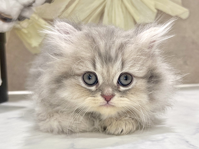 ペルシャ, 性別 男の子, 誕生日 2025/08/23, 毛色 ブルーチンチラゴールデン, 出身 愛知県, 店舗 神戸三宮センター街店(兵庫県), お問い合わせ番号 2553197
