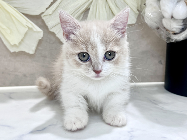 兵庫県のマンチカン (ペッツファースト神戸元町店/2025年8月21日生まれ/女の子/クリームタビーホワイト)の子猫の1枚目の画像