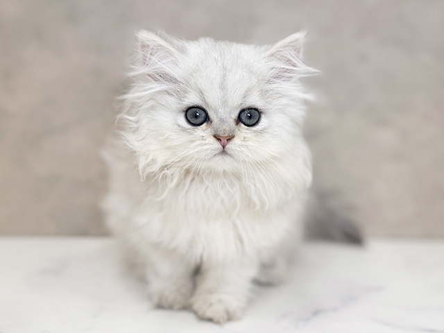 ペルシャ, 性別 女の子, 誕生日 2025/08/24, 毛色 チンチラシルバー, 出身 愛知県, 店舗 PETEMOレイクタウンmori店(埼玉県), お問い合わせ番号 2553200