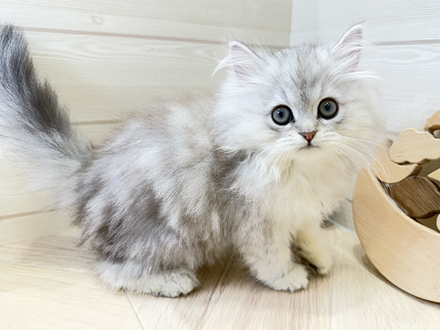 ペルシャ, 性別 男の子, 誕生日 2025/08/24, 毛色 チンチラシルバー, 出身 愛知県, 店舗 広島府中店(広島県), お問い合わせ番号 2553201