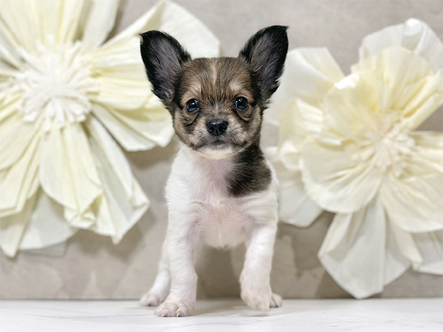 東京都のチワックス(チワワ×ダックス) (ペッツファースト原宿店/2025年8月23日生まれ/女の子/レッドホワイト)の子犬の1枚目の画像