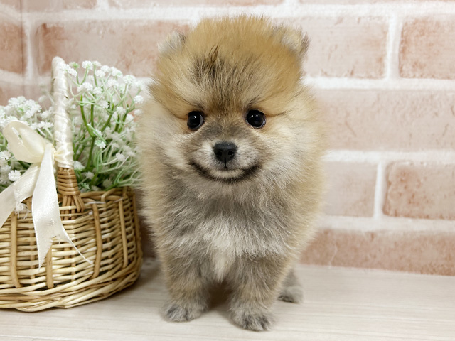 広島県のポメラニアン (ペッツファースト広島本通店/2025年8月25日生まれ/男の子/オレンジ)の子犬の1枚目の画像