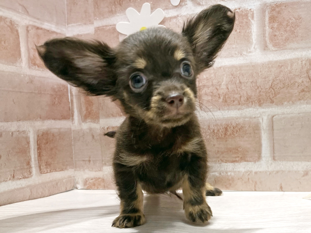 福岡県のチワックス(チワワ×ダックス) (ペッツファースト筑紫野店/2025年8月17日生まれ/男の子/チョコレートタン)の子犬の1枚目の画像