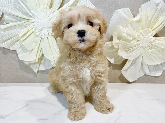 東京都のマルプー(マルチーズ×プードル) (ペッツファースト原宿店/2025年8月25日生まれ/男の子/アプリコット)の子犬の1枚目の画像