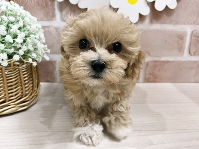 静岡県のマルプー(マルチーズ×プードル) (ペッツファースト富士南店/2025年8月25日生まれ/女の子/アプリコット)の子犬の1枚目の画像