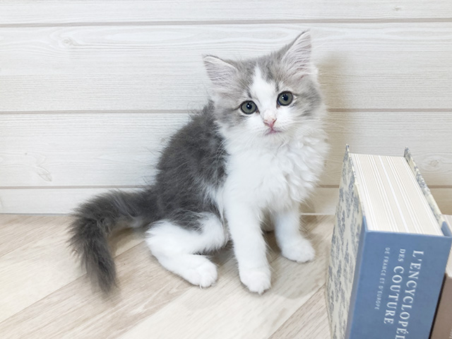 サイベリアン, 性別 男の子, 誕生日 2025/08/26, 毛色 ブルータビーホワイト, 出身 静岡県, 店舗 岡崎店(愛知県), お問い合わせ番号 2506595