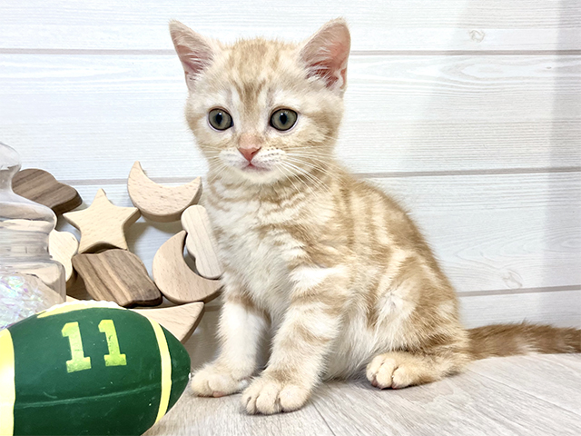 愛知県のアメリカンショートヘアー (ペッツファースト大高店/2025年8月23日生まれ/男の子/クリームタビー)の子猫の1枚目の画像