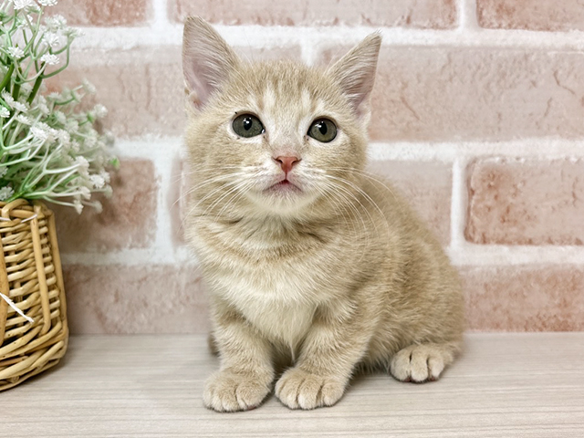 広島県のアメリカンショートヘアー (ペッツファースト広島本通店/2025年8月22日生まれ/女の子/クリームタビー)の子猫の1枚目の画像