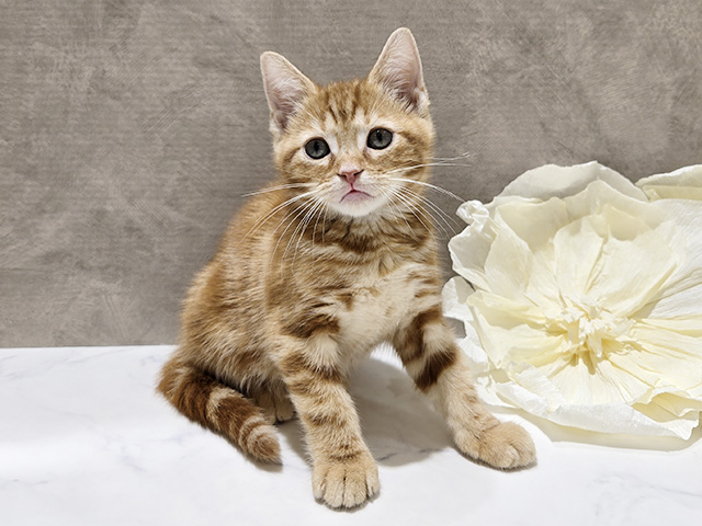 秋田県のアメリカンショートヘアー (ペッツファースト秋田店/2025年8月22日生まれ/女の子/レッドタビー)の子猫