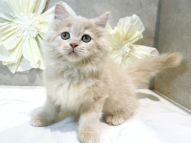 東京都のラガマフィン (ペッツファースト原宿店/2025年8月22日生まれ/女の子/クリームタビー)の子猫の1枚目の画像