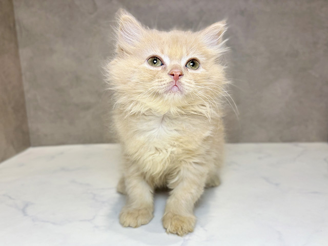 東京都のラガマフィン (ペッツファースト神楽坂店/2025年8月22日生まれ/男の子/クリームタビー)の子猫の1枚目の画像