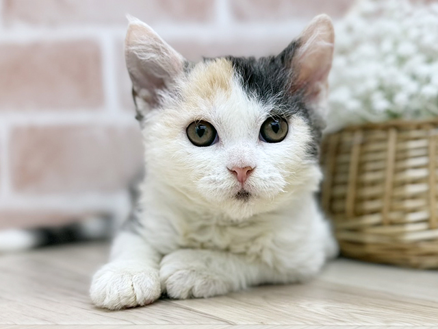 東京都のセルカークレックス (ペッツファーストfor cats武蔵小山店/2025年8月20日生まれ/女の子/トーティーシェルホワイト)の子猫の1枚目の画像