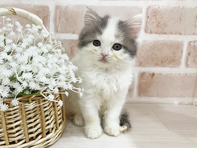 神奈川県のブリティッシュロングヘアー (ペッツファーストfor cats横浜元町店/2025年8月23日生まれ/女の子/ダイリュートキャリコバン)の子猫の1枚目の画像