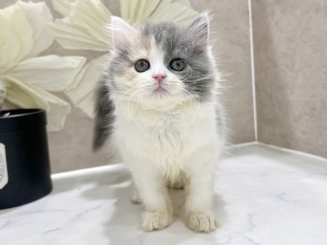 ブリティッシュ