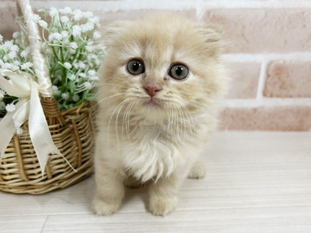 スコティッシュフォールド(折れ耳), 性別 男の子, 誕生日 2025/08/22, 毛色 クリームタビー, 出身 東京都, 店舗 広島本通店(広島県), お問い合わせ番号 2506620