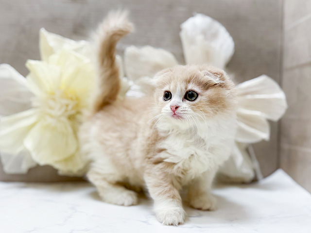 東京都のスコティッシュフォールド (ペッツファースト恵比寿店/2025年8月22日生まれ/女の子/クリームタビー)の子猫の1枚目の画像