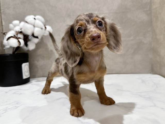 東京都のカニンヘンダックスフンド(ロング) (ペッツファースト中野店/2025年8月26日生まれ/男の子/チョコレートダップル)の子犬の1枚目の画像