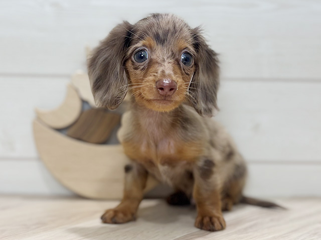 東京都のカニンヘンダックスフンド(ロング) (ペッツファースト吉祥寺本店/2025年8月26日生まれ/男の子/チョコレートダップル)の子犬の1枚目の画像