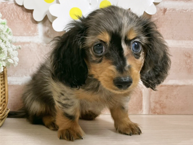 静岡県のカニンヘンダックスフンド(ロング) (ペッツファースト富士南店/2025年8月26日生まれ/女の子/シルバーダップル)の子犬の1枚目の画像