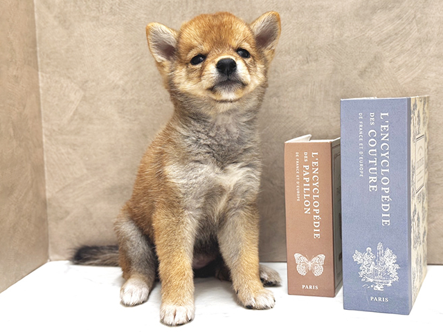 大阪府の豆柴 (ペッツファースト心斎橋本店/2025年8月20日生まれ/女の子/赤)の子犬