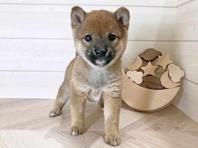 鳥取県の豆柴 (ペッツファースト日吉津店/2025年8月26日生まれ/男の子/赤)の子犬の1枚目の画像