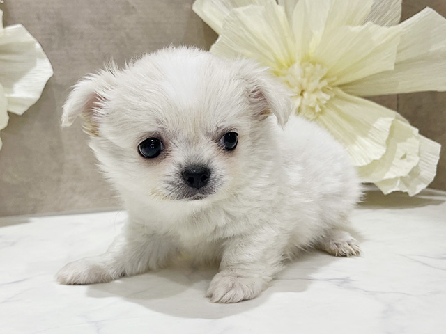 東京都のチワワ(ロング) (ペッツファースト新宿店/2025年8月25日生まれ/男の子/クリーム)の子犬の1枚目の画像