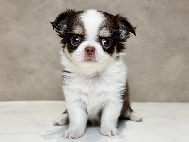 東京都のチワワ(ロング) (ペッツファースト神楽坂店/2025年8月25日生まれ/女の子/チョコレートタンホワイト)の子犬の1枚目の画像