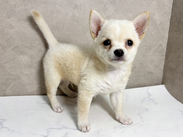 大阪府のチワ柴/柴チワ/チワシバ(チワワ×柴) (ペッツファースト東大阪店/2025年8月25日生まれ/男の子/白)の子犬の1枚目の画像