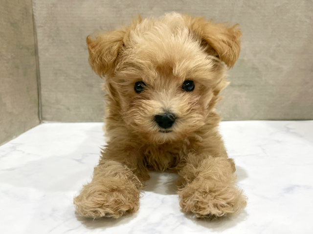 千葉県のマルプー(マルチーズ×プードル) (ペッツファースト流山おおたかの森店/2025年8月26日生まれ/男の子/クリーム)の子犬の1枚目の画像