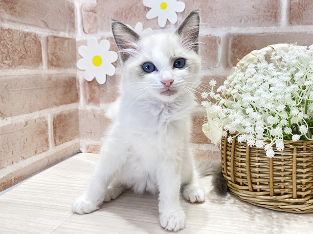 福岡県のラグドール (ペッツファースト筑紫野店/2025年8月26日生まれ/男の子/ブルーポイントバイカラー)の子猫の1枚目の画像