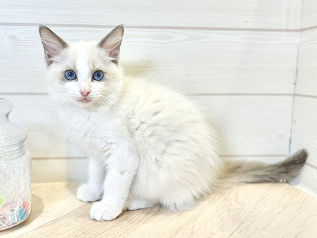 神奈川県のラグドール (ペッツファースト川崎店/2025年8月26日生まれ/男の子/ブルーポイントバイカラー)の子猫