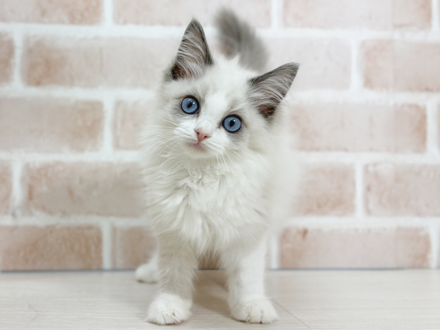 埼玉県のラグドール (ペッツファーストさいたま新都心店/2025年8月26日生まれ/女の子/ブルーポイントバイカラー)の子猫の1枚目の画像