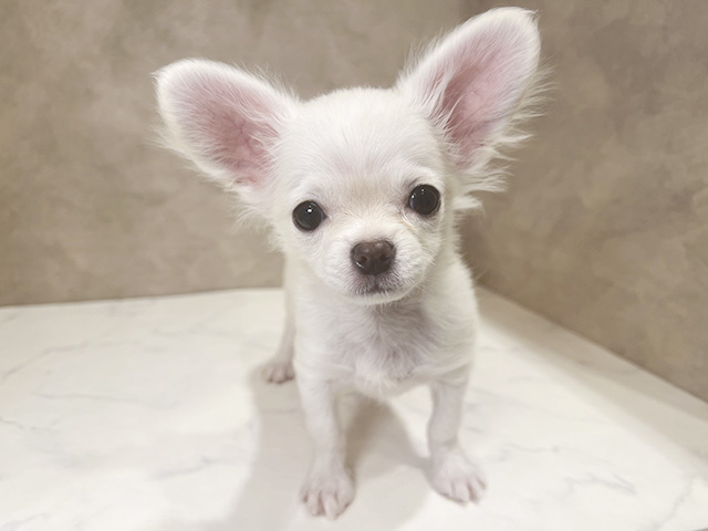 東京都のチワワ(ロング) (ペッツファースト武蔵小山店/2025年8月24日生まれ/男の子/クリームホワイト)の子犬の1枚目の画像