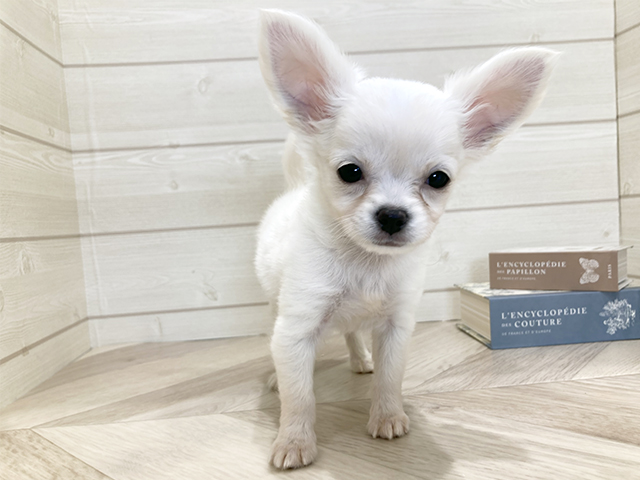 愛知県のチワワ(ロング) (ペッツファースト岡崎店/2025年8月24日生まれ/男の子/クリームホワイト)の子犬の1枚目の画像