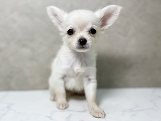 大阪府のチワワ(ロング) (ペッツファースト東大阪店/2025年8月24日生まれ/女の子/クリームホワイト)の子犬