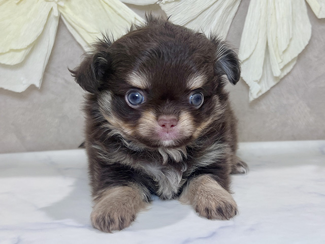 兵庫県のチワワ(ロング) (ペッツファースト神戸三宮センター街店/2025年8月26日生まれ/男の子/チョコレートタン)の子犬の1枚目の画像