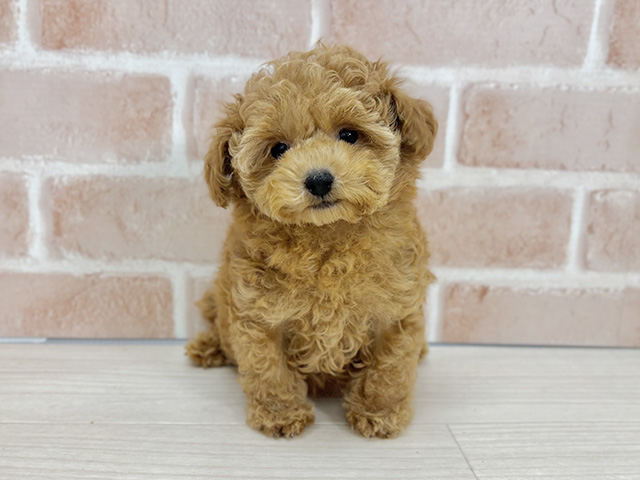 埼玉県のトイプードル(タイニー) (ペッツファーストさいたま新都心店/2025年8月26日生まれ/女の子/アプリコット)の子犬の1枚目の画像