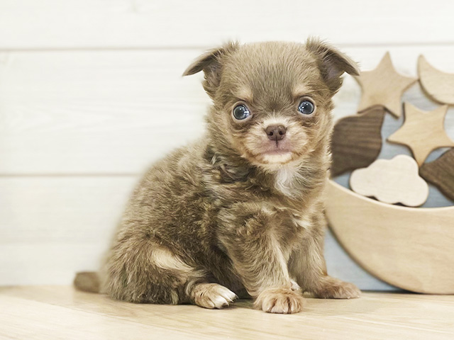 千葉県のチワワ(ロング) (ペッツファーストららぽーとTOKYO-BAY店/2025年8月26日生まれ/男の子/イザベラタンホワイト)の子犬の1枚目の画像